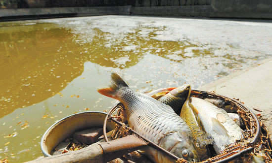 魚塘中的魚兒被水質污染致死